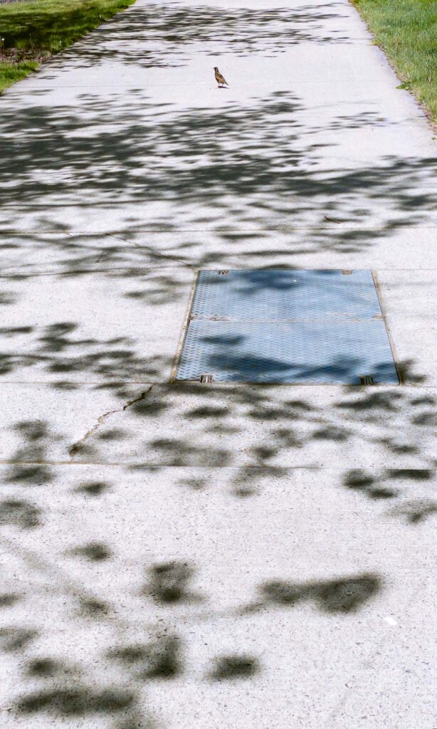 Photograph of a bird in the middle of a sidewalk, in sunny spot between the trees shadows. In the foreground a diamond plate access panel.