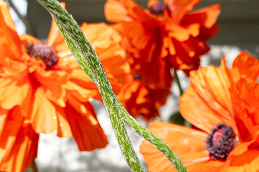 Photograph of Oriental Poppy stems, twisted with orange blooms in the background.