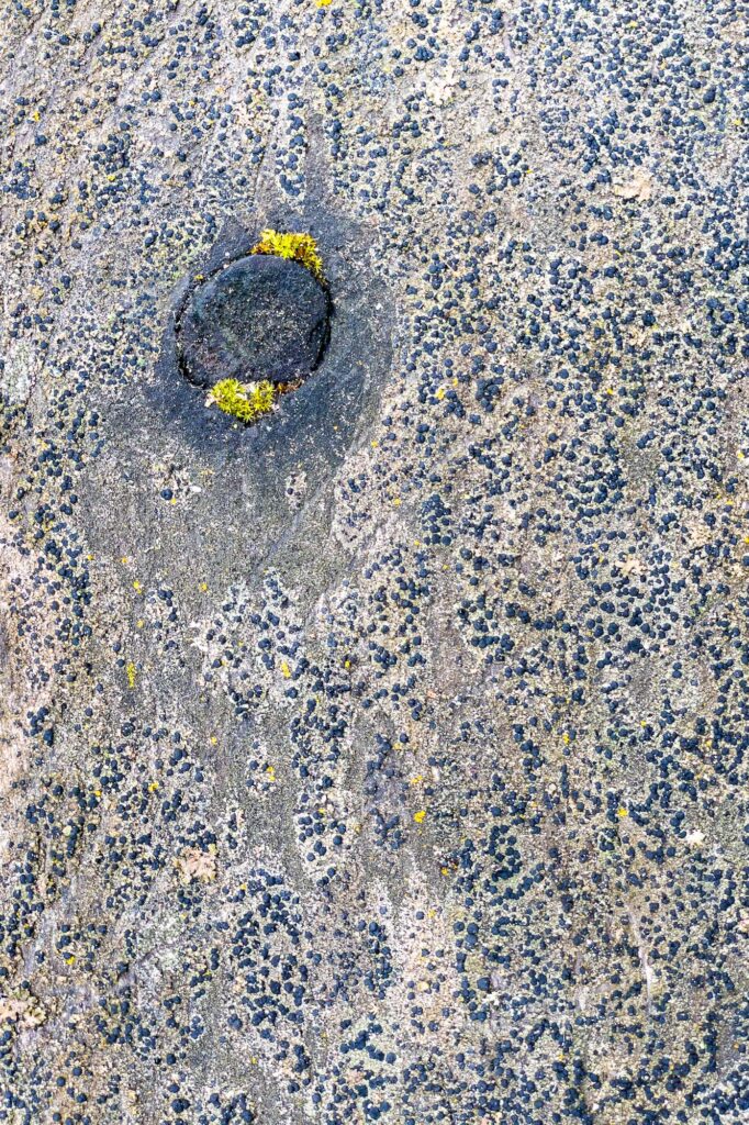 Photograph of a plank of wood with Lecideaceae fungi and twisted moss growing at the edges of a knot