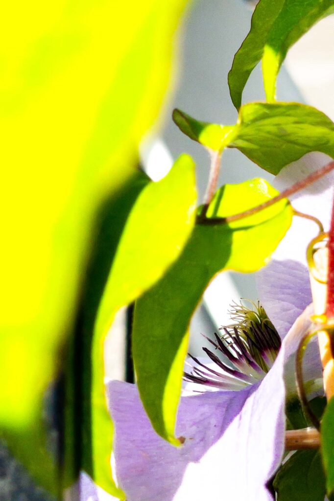 Photograph of a clematis vine with its leaves in the sun and a bloom in the shadows.