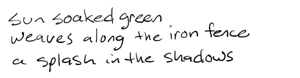 Haiku; sun soaked green/weaves along the iron fence/a splash in the shadows