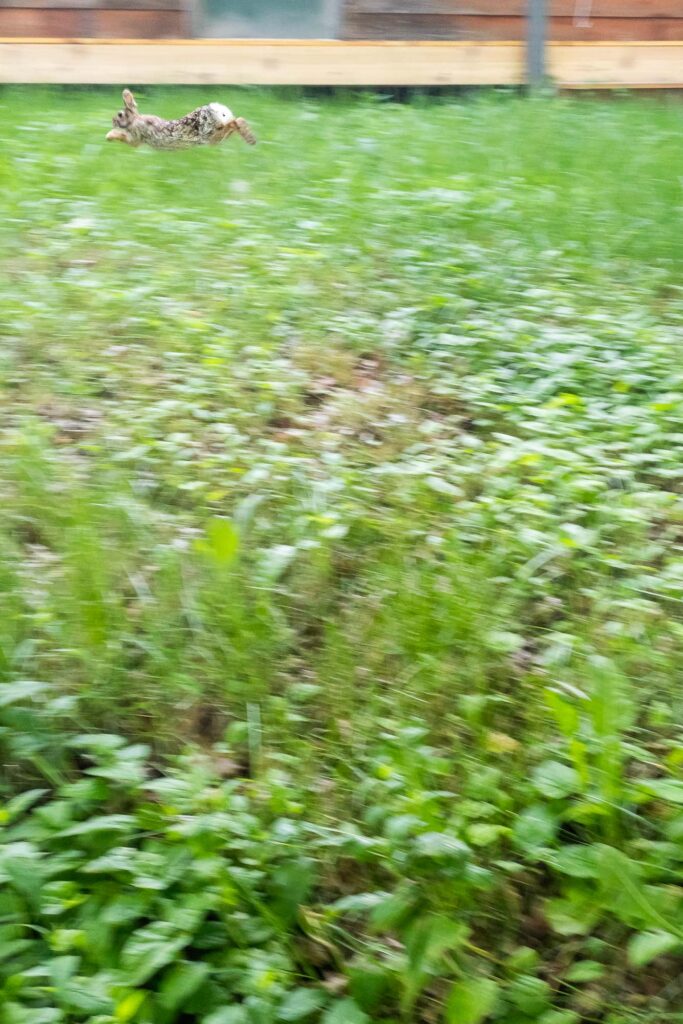 A panning photograph of a rabbit running across a lawn of weeds and grasses.