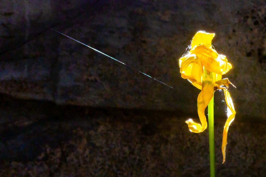Photograph of a tulip withering on the shadow side of a stone fence. The tulip and the thread of a spiders’s Web are lit by the Sun rising over the stone fence.
