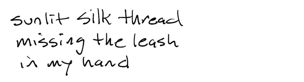 Haiku; sunlit silk thread/missing the leash/in my hand