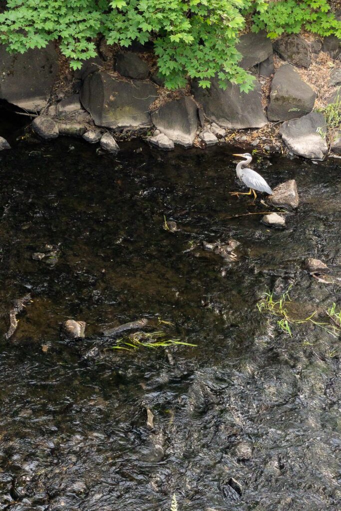 Photograph of a heron taking a step in a shallow creek next to a bank of basalt rock under a canopy green leaves.