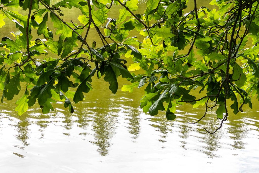 Photograph of leaves and branches of a bur oak tree hanging over a pond rippling with shadows of distant pine trees and a clear sky.