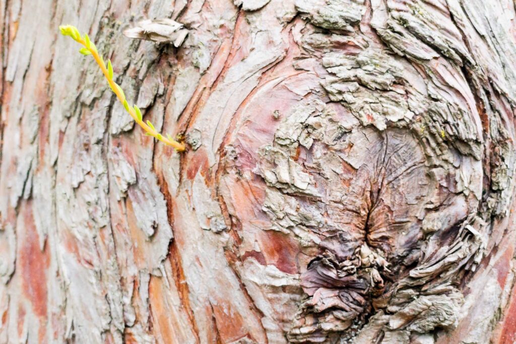 Photograph of a new shoot (branch) growing next to a knot in the trunk of a Bald Cypress tree.