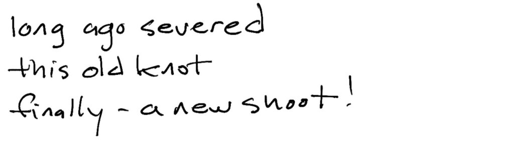 Haiku; long ago severed/this old knot/finally —a new shoot!