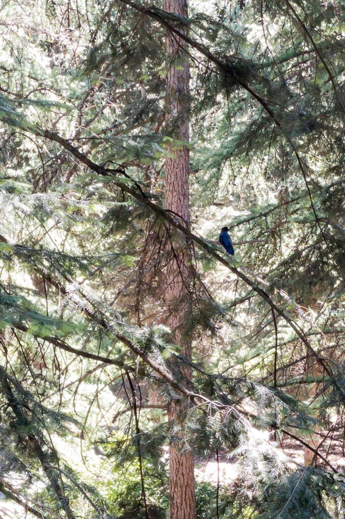 Photograph of a crow in a pine tree in the shade, surrounded by the bright sun of a summer day.