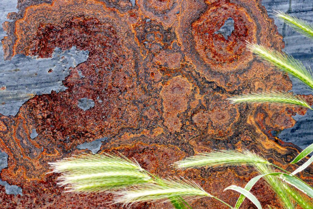 Photograph of a discarded metal object lying mouse barley grasses. It’s surface a mix of colorful rust and peeling blue paint.