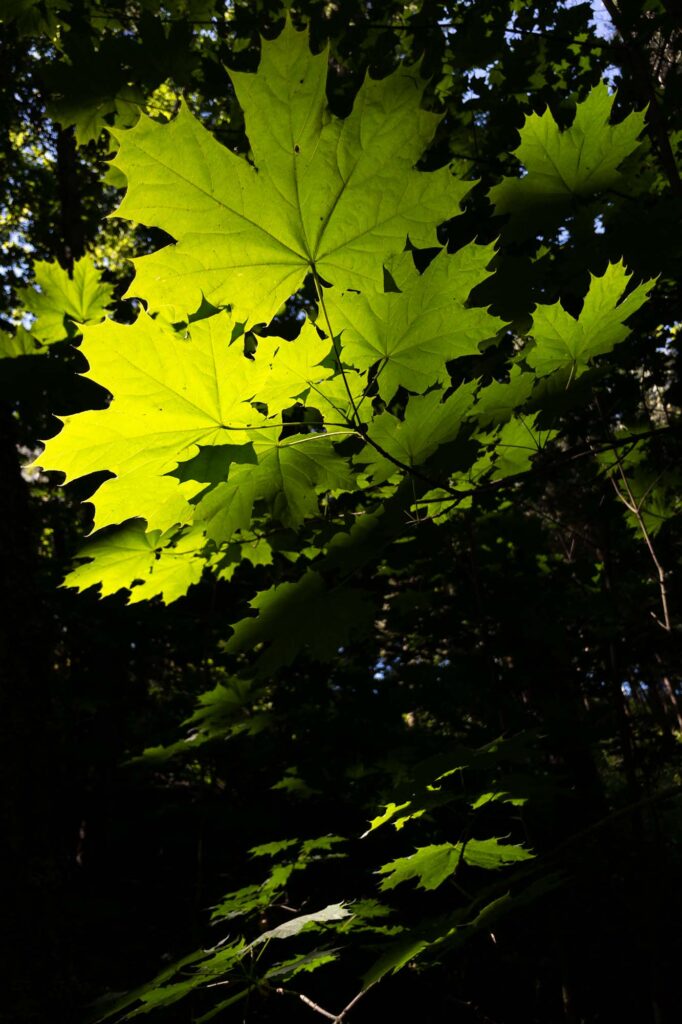 Photograph of Maple leaves under a canopy lit by a shaft of morning sunlight.