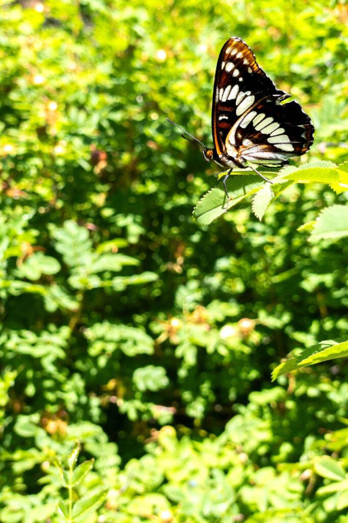 Photograph Lorquin Admiral butterfly on the edge of a leaf in Summer.