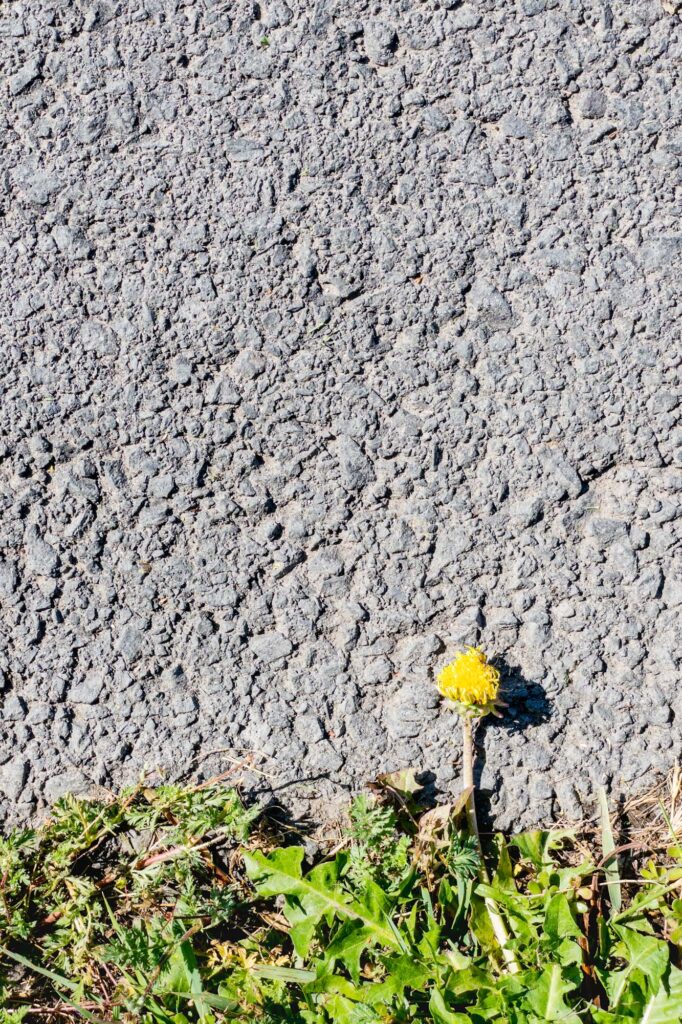 Photograph of a dandelion extending horizontally from a freshly mowed patch of grass onto paved path In the late morning sunshine