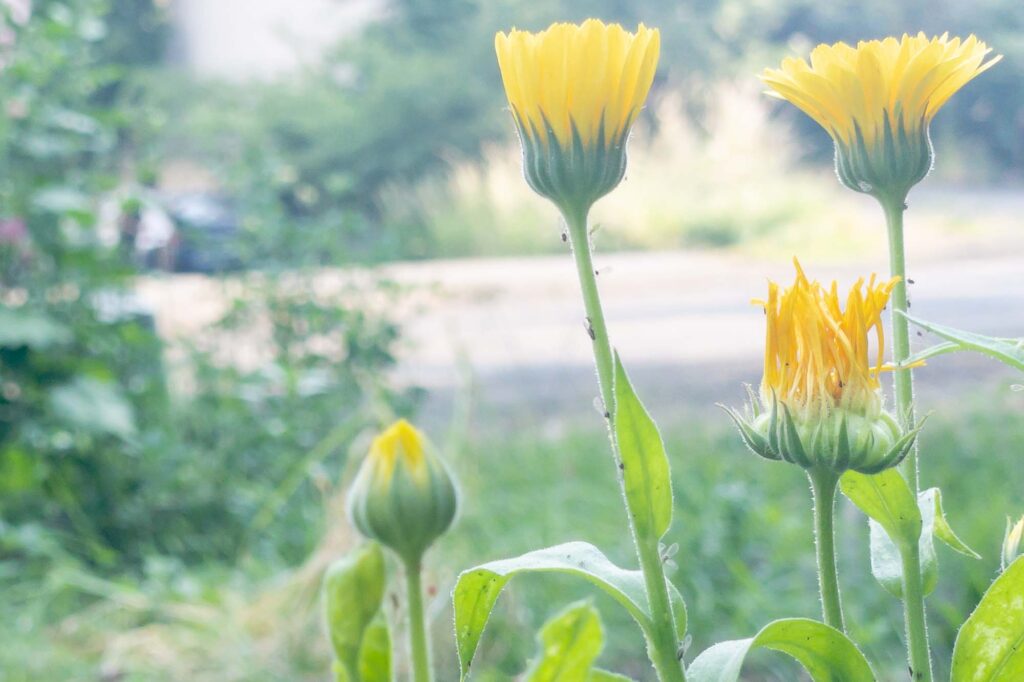 Photograph of pot marigolds blooms with tiny, large-winged, black insects crawling on their stems on the side of a gravel road.