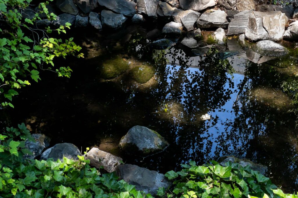 Photograph of a creek spotted in sunlight with green leaves and rocks lining the shoreline reflection of trees and blue sky in the water a snowball bloom floating by.