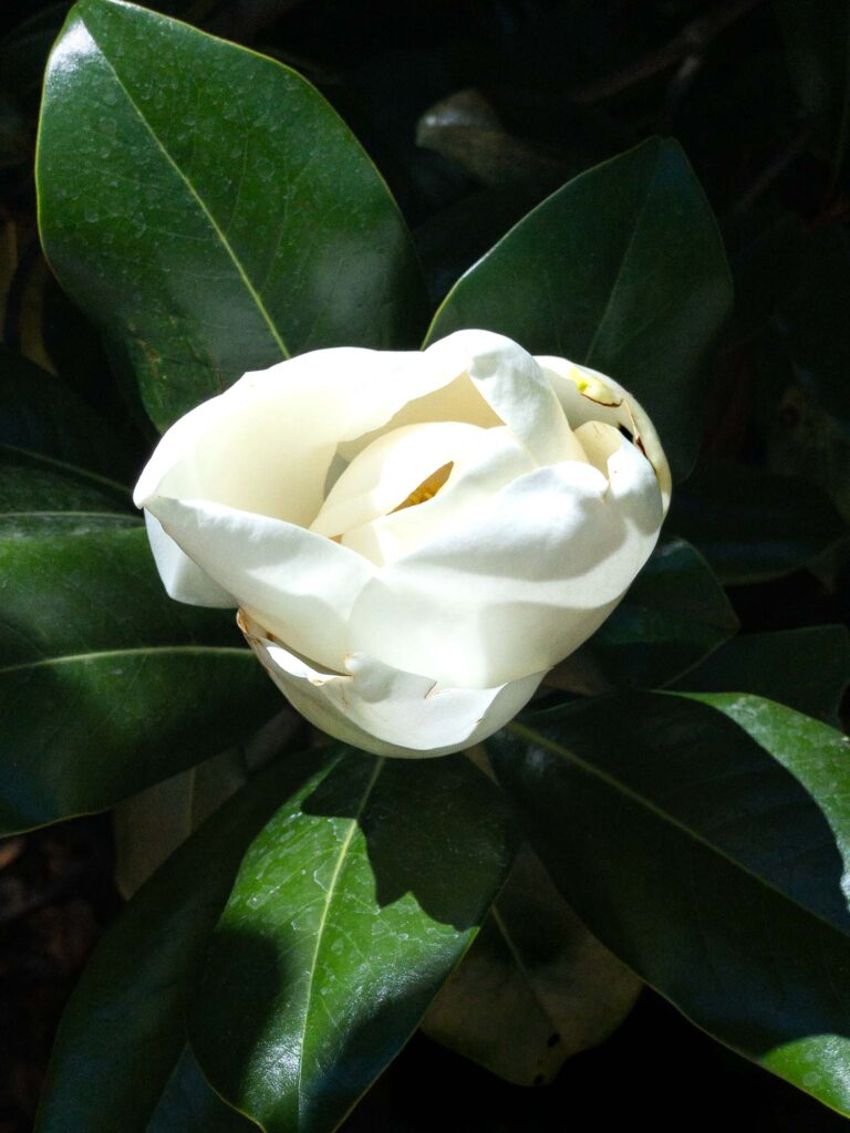 Photograph of a southern magnolia tree gloom in the midday summer sun.