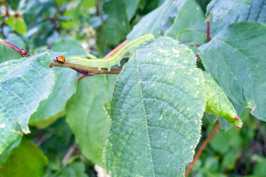 Photograph of a caterpillar and a ladybug passing by each other going in opposite directions on a bare branch between the leaves
