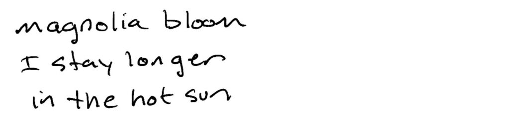 Haiku; magnolia bloom/I stay longer/in the hot sun