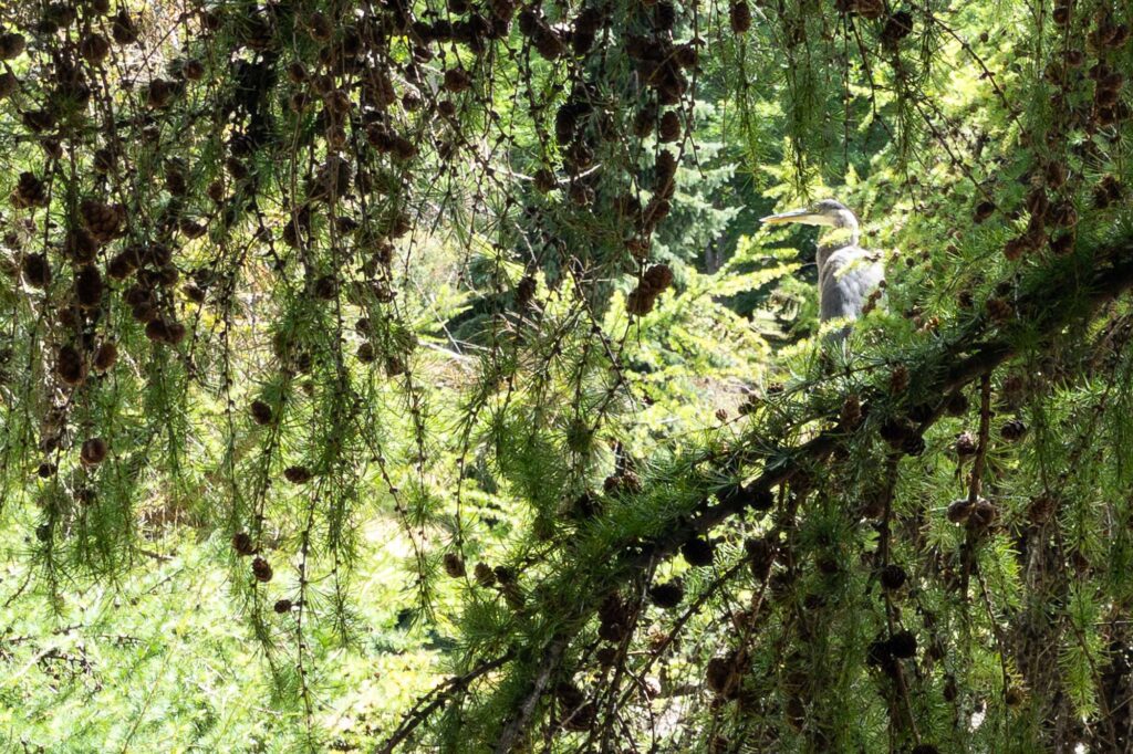 Photograph from the inside of a cedar tree of a great blue heron sitting in a gap between branches full of pinecones.