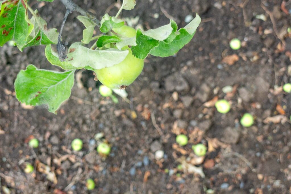 Photograph of the branch of an apple tree in the upper left, green leaves and a green apple, with green apples on the dirt ground below.