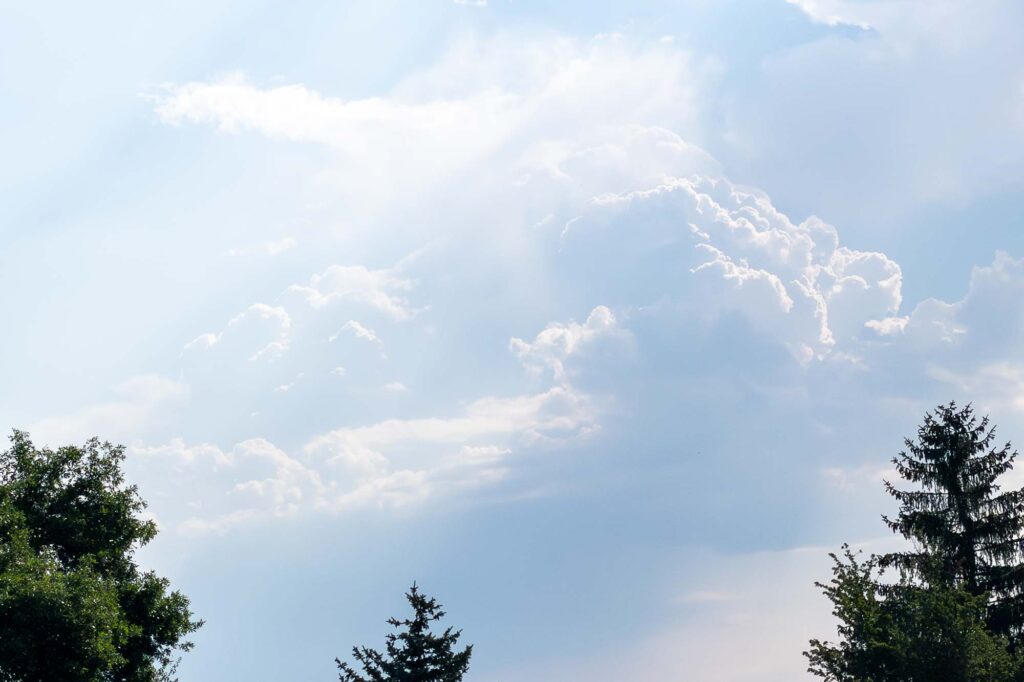 Photograph of fading thunderstorm clouds above the tips of the pine trees