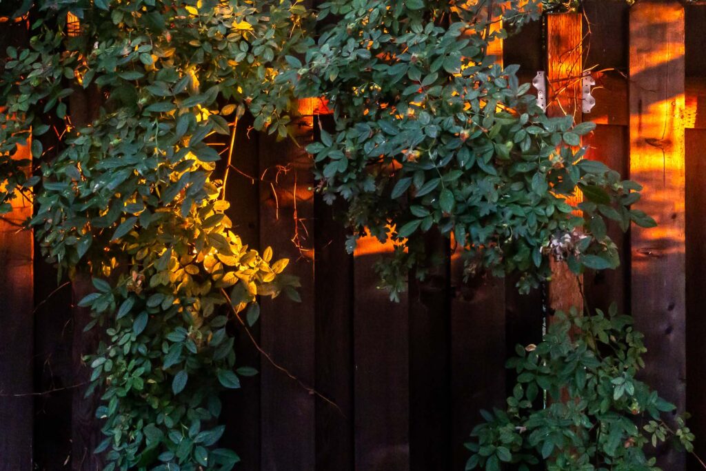 Photograph of a flowerless dog rose, draping over a cedar fence, the fence brightly lit by the setting sun.