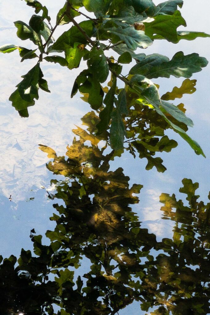 Photograph of a bur oak tree branch, leaning down towards the surface of a pond mixing with its shadow.