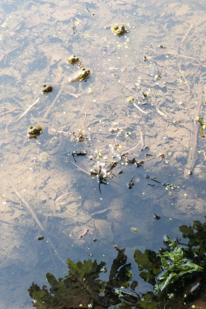 Photograph of the shallows of a pond with five frogs in the sunlight out of reach of a trees shadow.