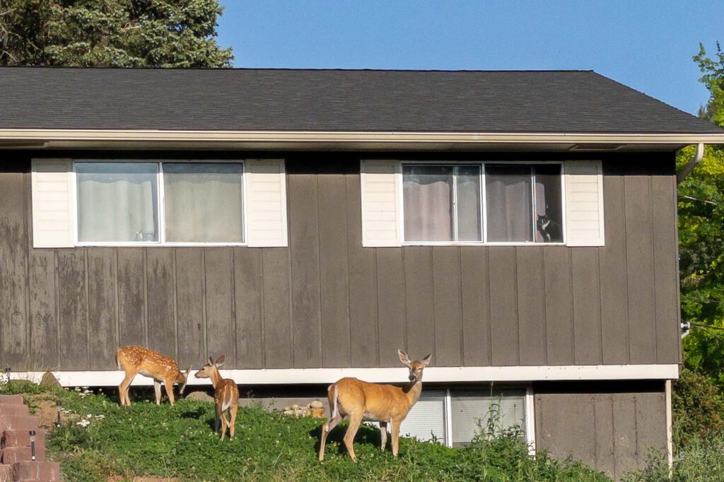 Photograph of a doe and two fawns in a front yard clover patch with a black-and-white cat in the window watching.