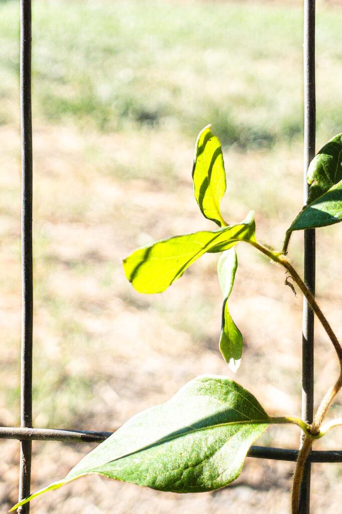 Close-up photograph of a Japanese honeysuckle with new fresh leaf sprouts in the morning sun winding its way up a wire fence.