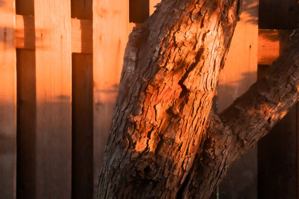 Photograph of a trunk of a Hawthorne tree in front of a cedar tree and Smoke filtered sunlight.