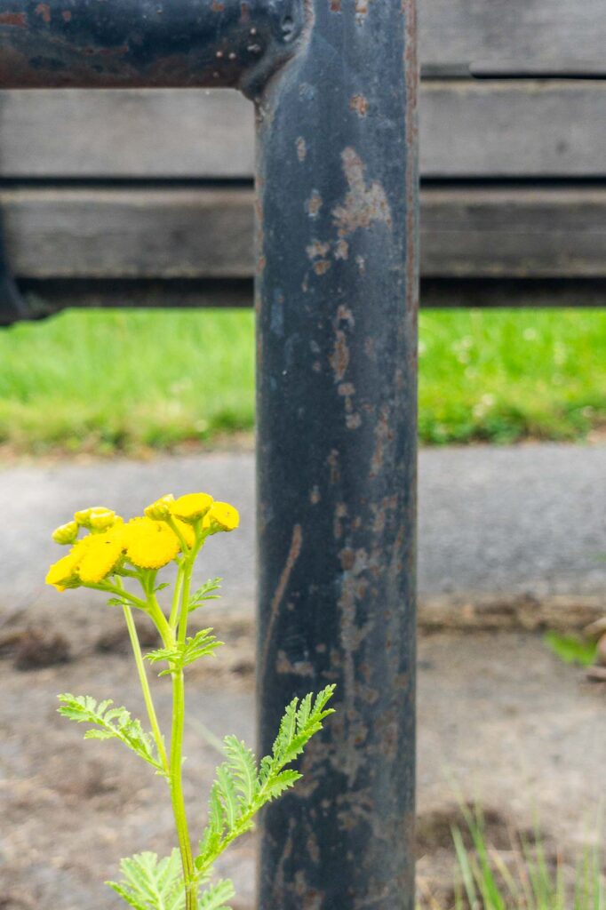 Photograph of a Tansy in Bloom at the base of a weathered bike rack with pavement grass and the wood slats of a sitting bench in the background