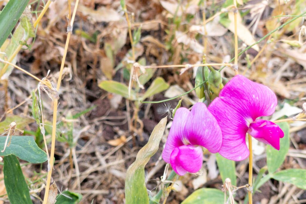 Photograph of a flower bed dry in late summer with Brighton magenta everlasting pea blooms.