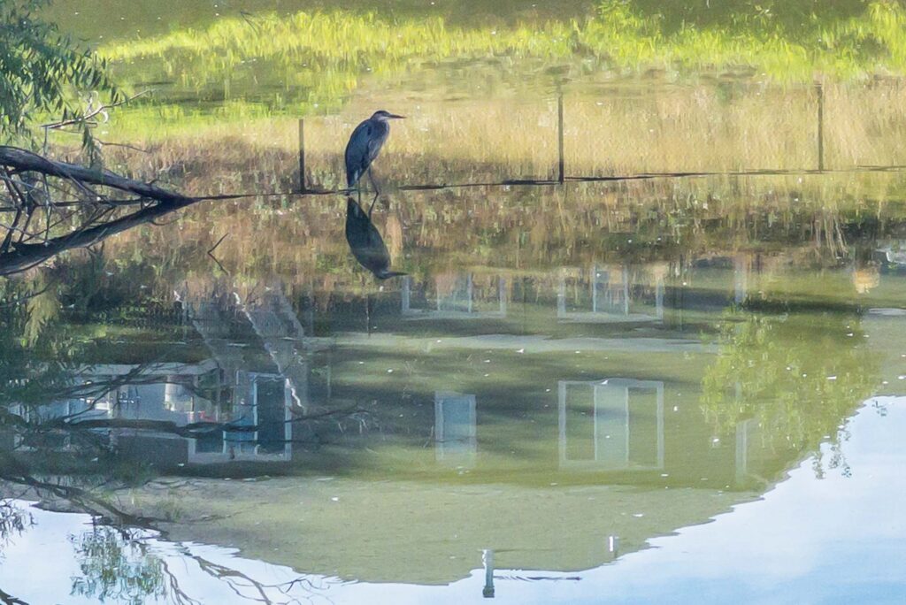 Photograph of a blue heron and it’s reflection in a pond along with a reflection of a chain link fence and a house, grasses and a blue sky.