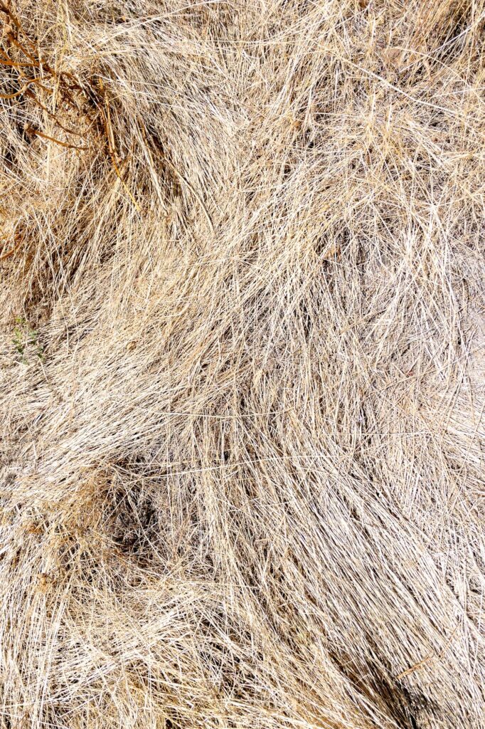 Photograph; grasses lay on a hillside after a brief summer rain.