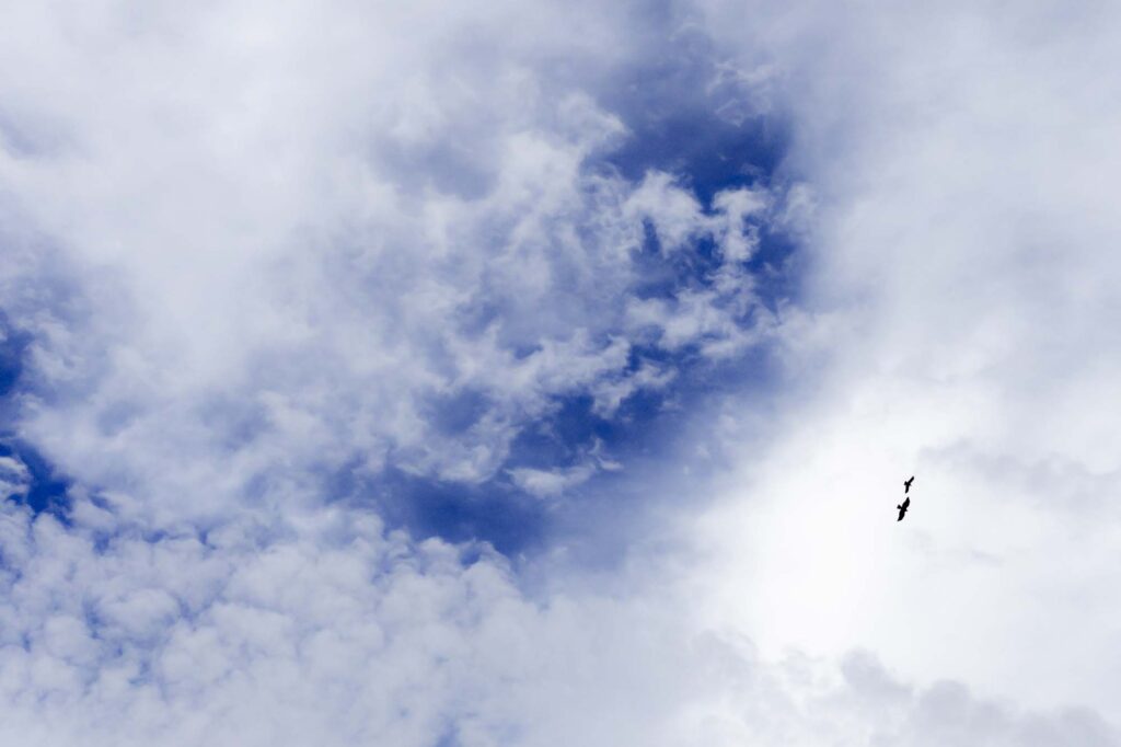 Photograph of a red tail hawk and a crow flying under the clouds with patches of blue sky.