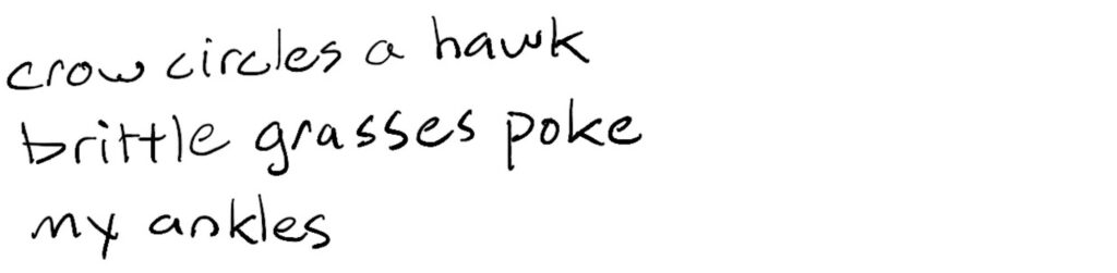 crow circles a hawk/brittle grasses poke/my ankles