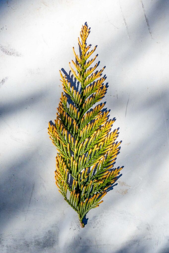 Photograph of the leaf of a western red cedar, brown at the tips and green in the middle, lying on a scratched and stained work table in the sunlight and the shadows of the cedar tree.