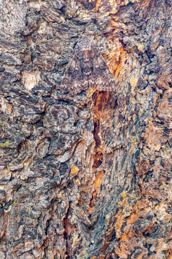 Photograph an old Douglas fir tree’s bark where an underwing moth has landed, blending into.