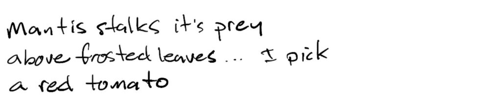 mantis stalks it’s prey/above frosted leaves…/I pick a red tomato