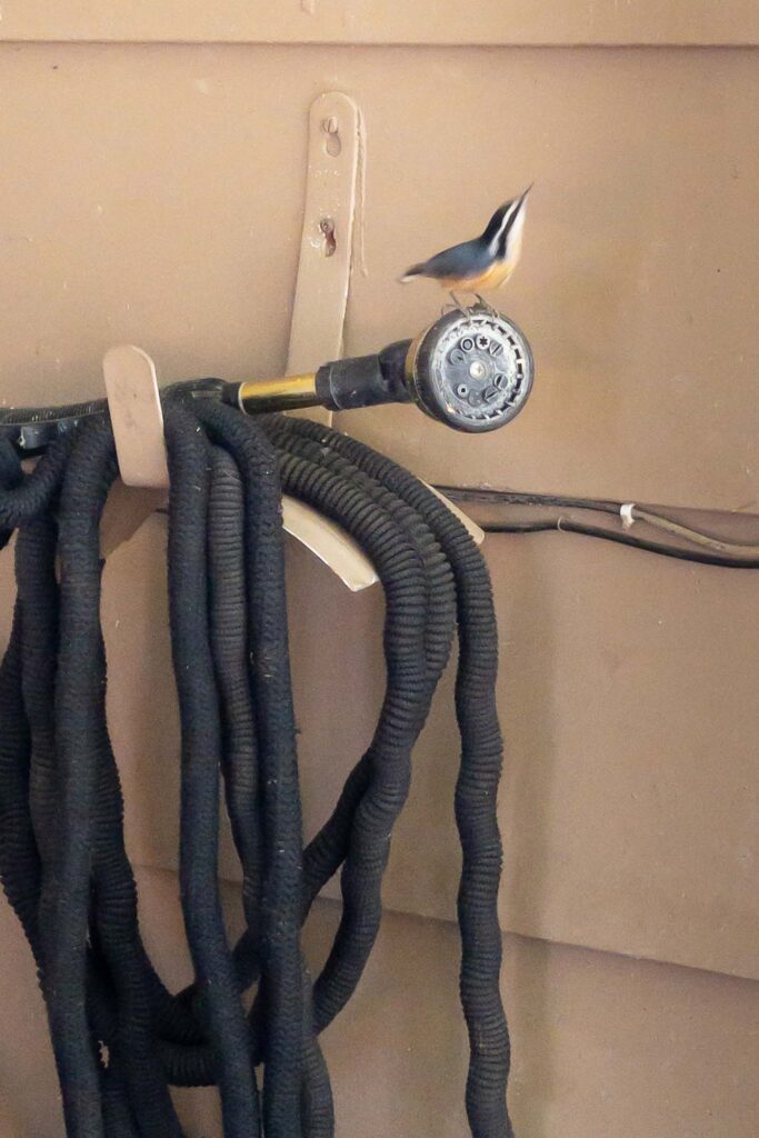 Photograph of a garden hose coiled against the house and a nuthatch on the water sprayer looking up and about to fly.