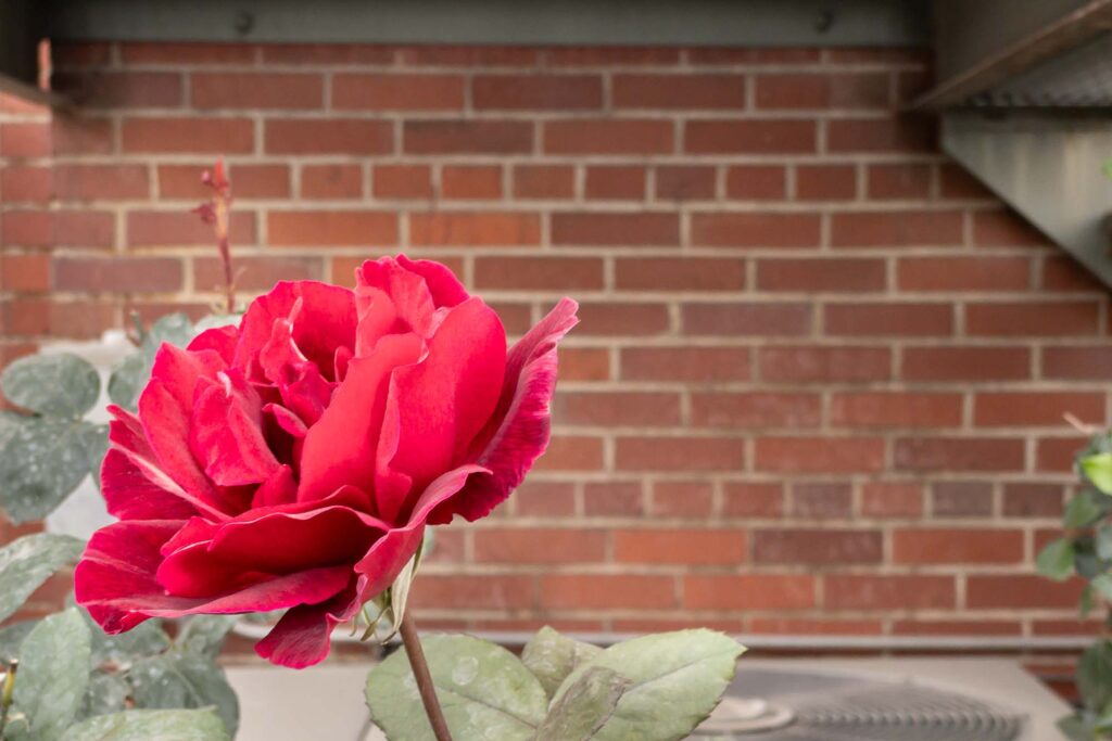 Photograph of a rose in full bloom over summer weather leaves, in front of an air unit, a brick wall, and under a metal staircase, in the back of a hospital.
