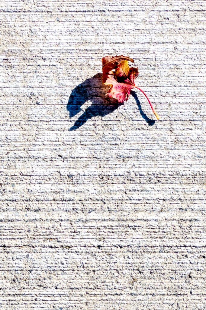 Photograph of a small autumn, leaf, red and gold in the autumn sun on a sidewalk.