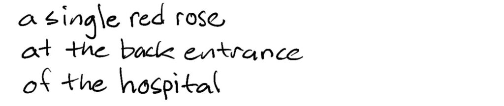 a single red rose/at the back entrance/of the hospital