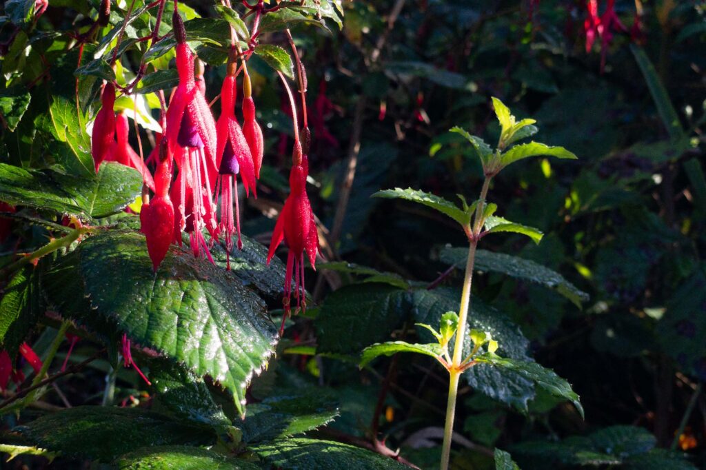 Photograph of blooms of a Hardy Fuchsia covered in dew in the morning sunlight.