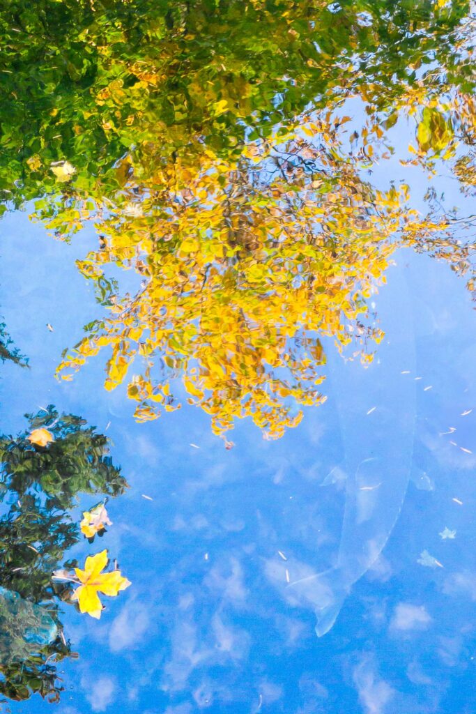 Photograph of the surface of a pond with reflections of trees in autumn, yellow and green, and a few leaves that I have fallen onto the surface. Also reflected is a blue sky and small puffs of clouds. Below the surface of the pond, a sturgeon swims with its upper body hidden by the reflected leaves and it’s tail visible in the reflection of sky and clouds.