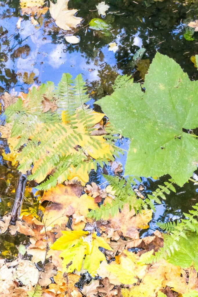 Photograph of floating leaves on the surface of a pond reflecting trees and a blue sky. Above the surface green ferns and a large green leaf.