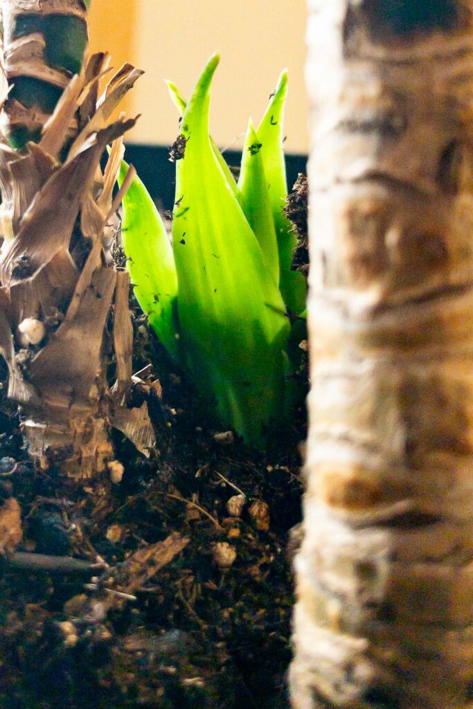 Photograph of the green leaves in the window light, bursting from the soil of a potted corn plant between two stems.