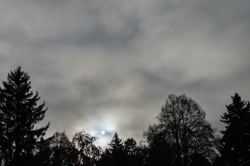 Photograph of the sun rising over silhouetted trees, a solid white round disk in the incoming fog.