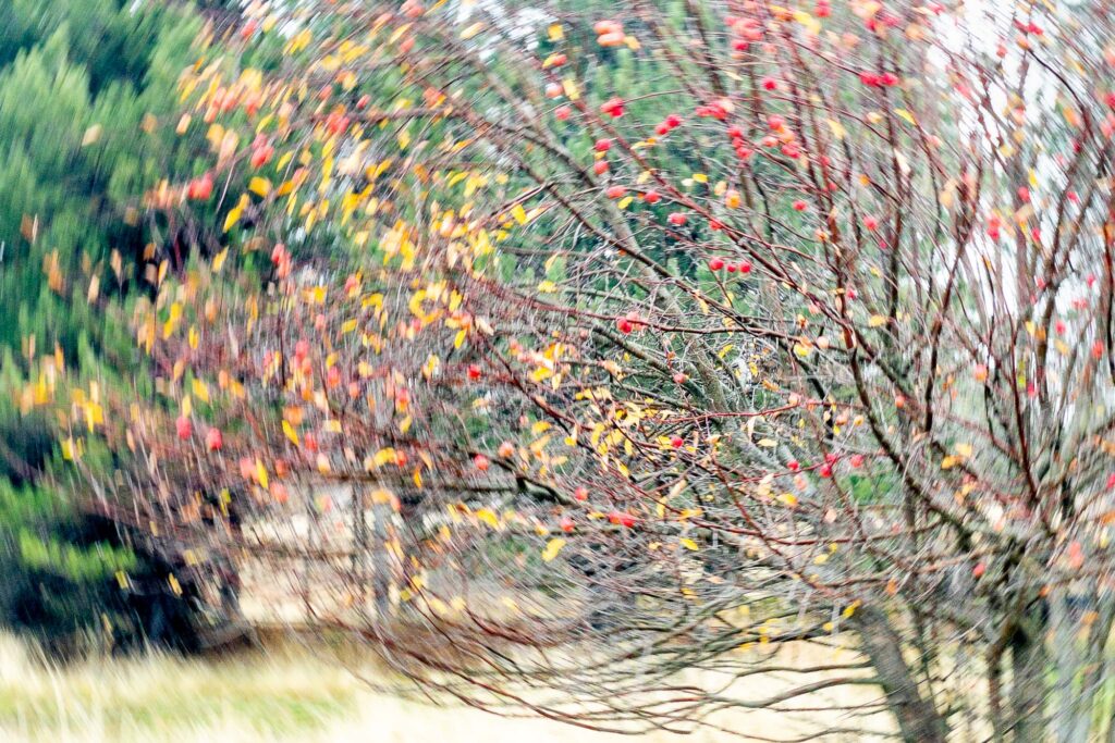 Photograph of an apple tree late in the fall, the branches still in the center, the branches around the stillness, blurry and in motion.